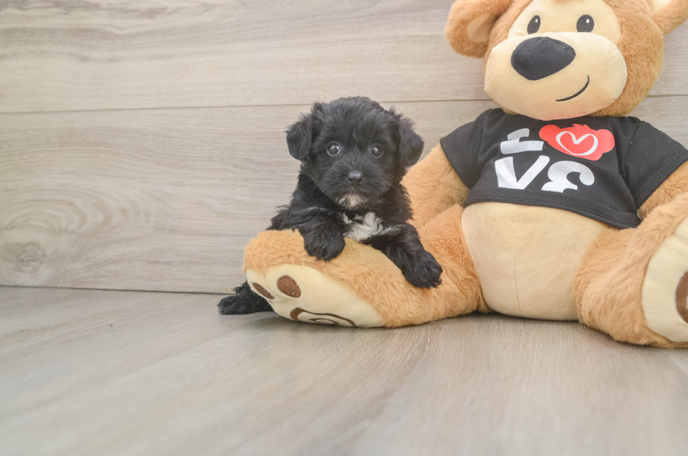 5 week old Yorkie Poo Puppy For Sale - Windy City Pups