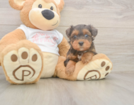 8 week old Yorkie Poo Puppy For Sale - Windy City Pups