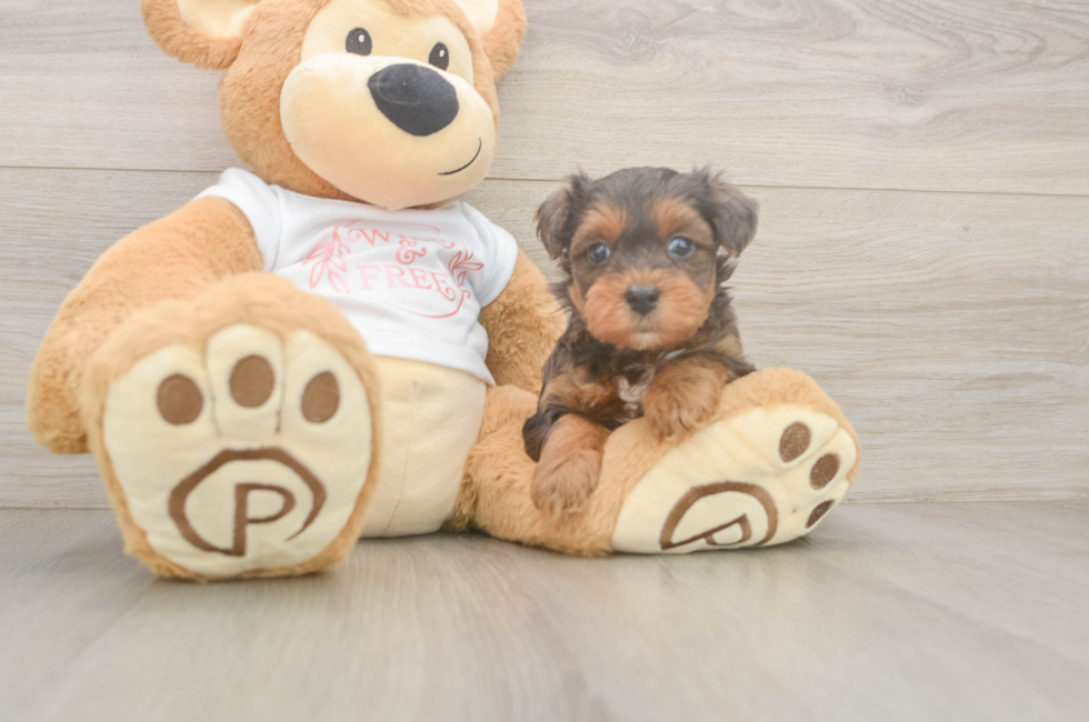 6 week old Yorkie Poo Puppy For Sale - Windy City Pups