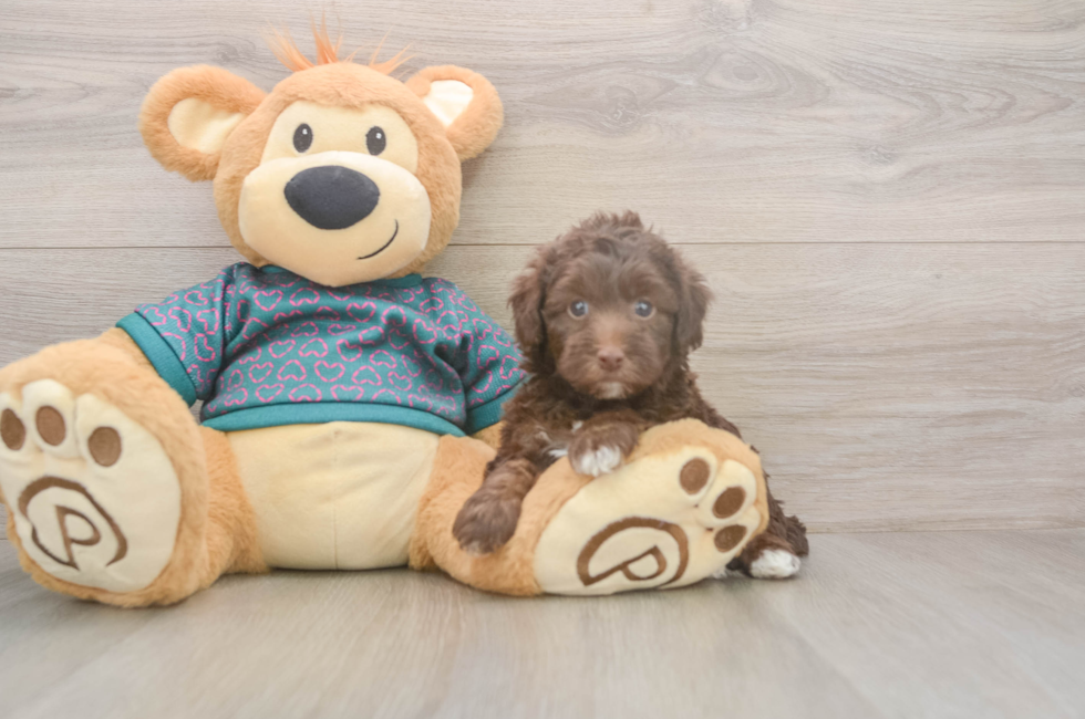 5 week old Yorkie Poo Puppy For Sale - Windy City Pups