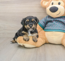 8 week old Yorkie Poo Puppy For Sale - Windy City Pups