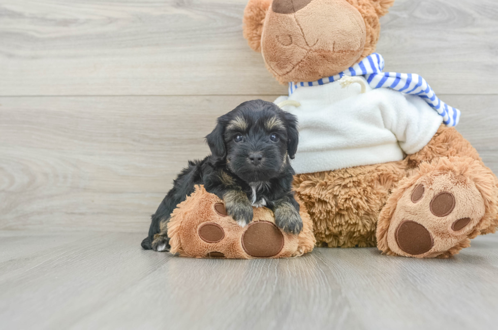 7 week old Yorkie Poo Puppy For Sale - Windy City Pups