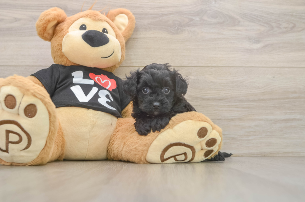 5 week old Yorkie Poo Puppy For Sale - Windy City Pups