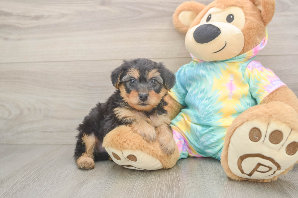 5 week old Yorkie Poo Puppy For Sale - Windy City Pups