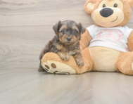 7 week old Yorkie Poo Puppy For Sale - Windy City Pups