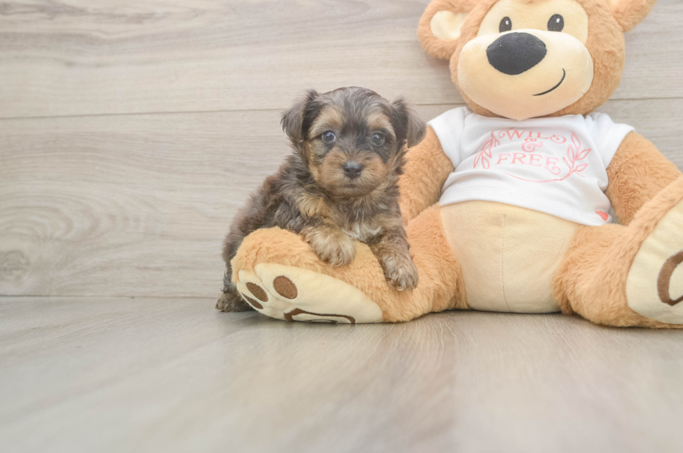 6 week old Yorkie Poo Puppy For Sale - Windy City Pups