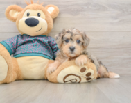 8 week old Yorkie Poo Puppy For Sale - Windy City Pups