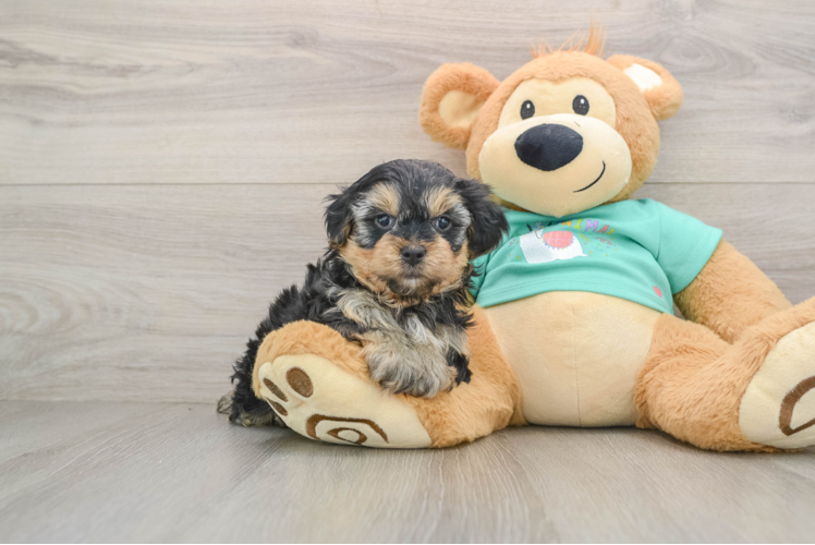 Best Yorkie Poo Baby