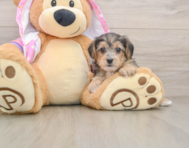 7 week old Yorkie Poo Puppy For Sale - Windy City Pups