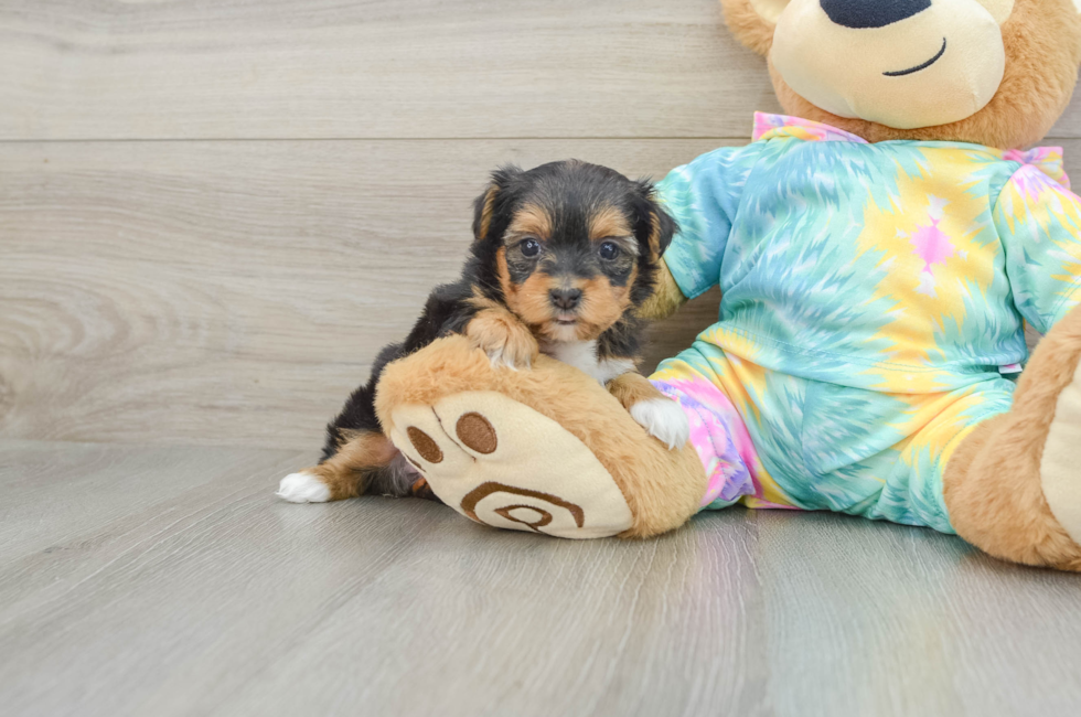 6 week old Yorkie Poo Puppy For Sale - Windy City Pups