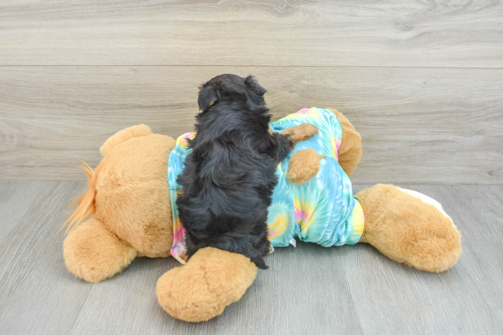 Yorkie Poo Puppy for Adoption