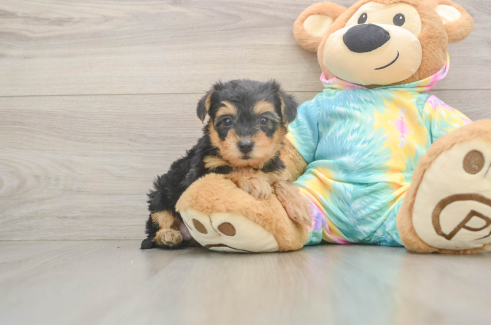 5 week old Yorkie Poo Puppy For Sale - Windy City Pups