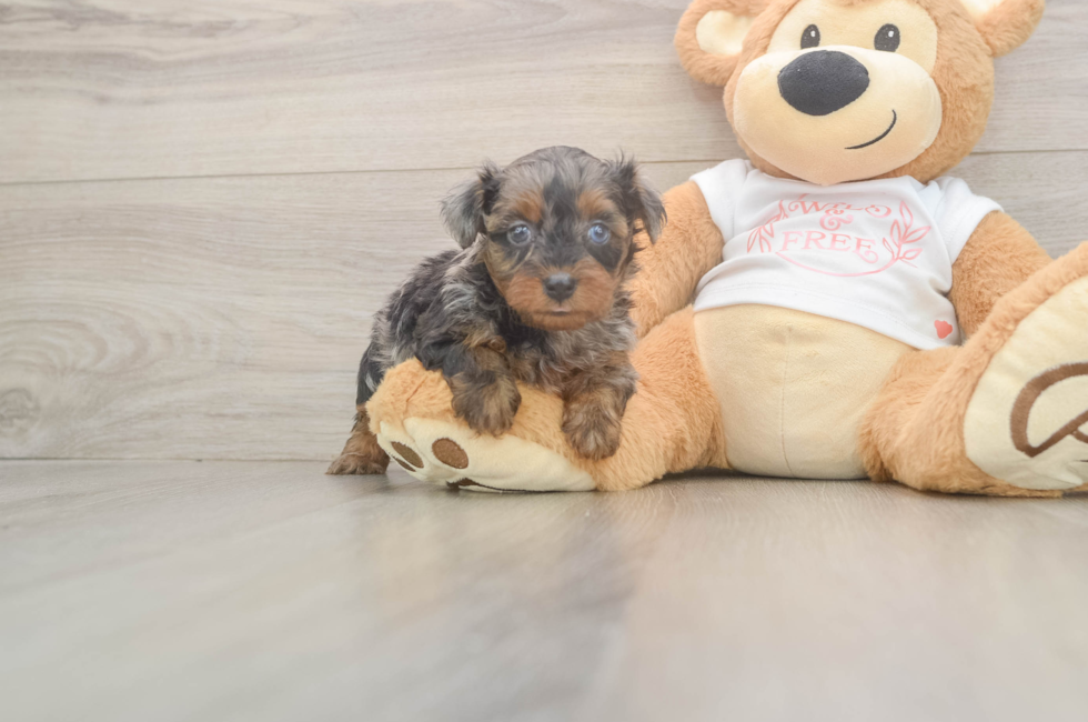 6 week old Yorkie Poo Puppy For Sale - Windy City Pups