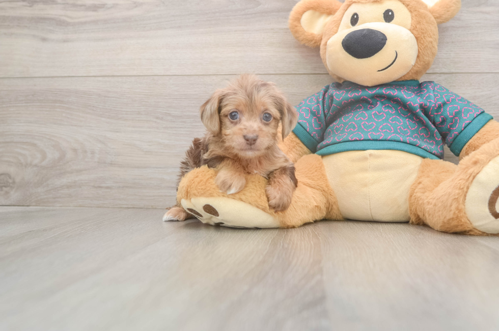 5 week old Yorkie Poo Puppy For Sale - Windy City Pups