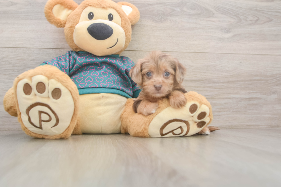 Best Yorkie Poo Baby