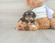 7 week old Yorkie Poo Puppy For Sale - Windy City Pups