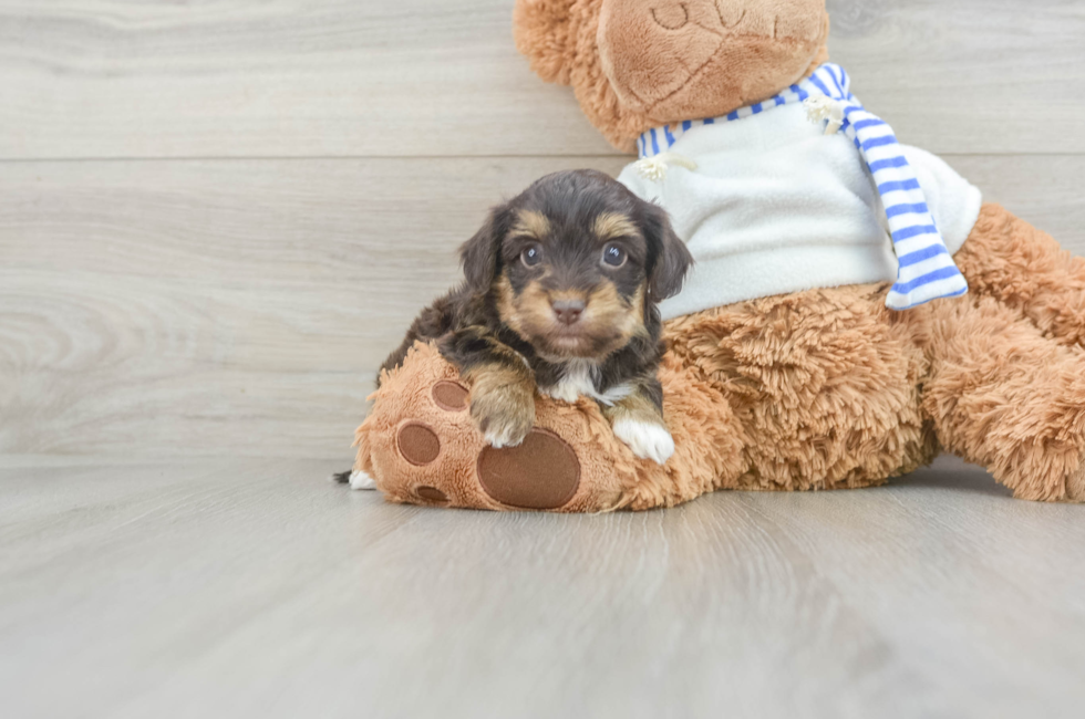 7 week old Yorkie Poo Puppy For Sale - Windy City Pups