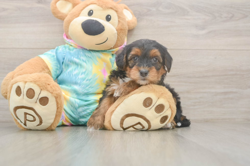 5 week old Yorkie Poo Puppy For Sale - Windy City Pups