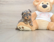 7 week old Yorkie Poo Puppy For Sale - Windy City Pups