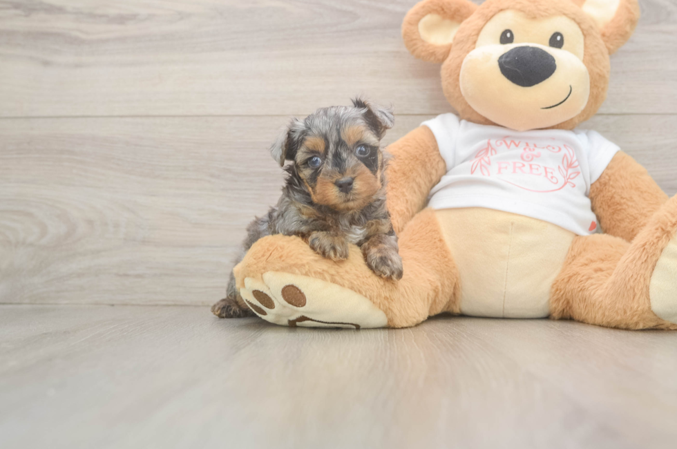 6 week old Yorkie Poo Puppy For Sale - Windy City Pups