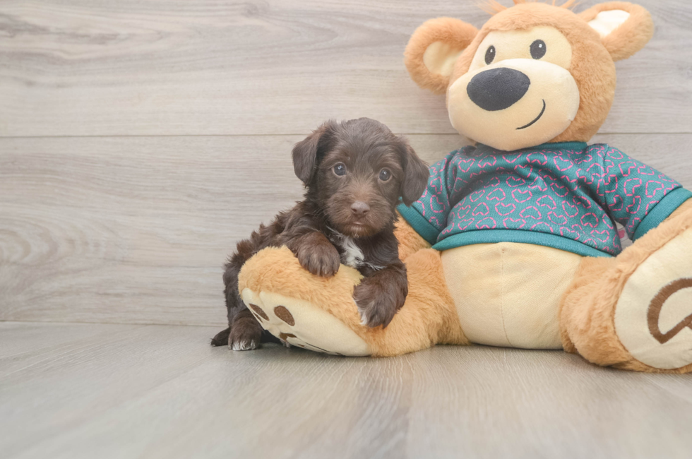 5 week old Yorkie Poo Puppy For Sale - Windy City Pups