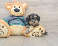 8 week old Yorkie Poo Puppy For Sale - Windy City Pups