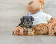 5 week old Yorkie Poo Puppy For Sale - Windy City Pups