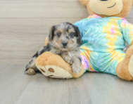 8 week old Yorkie Poo Puppy For Sale - Windy City Pups