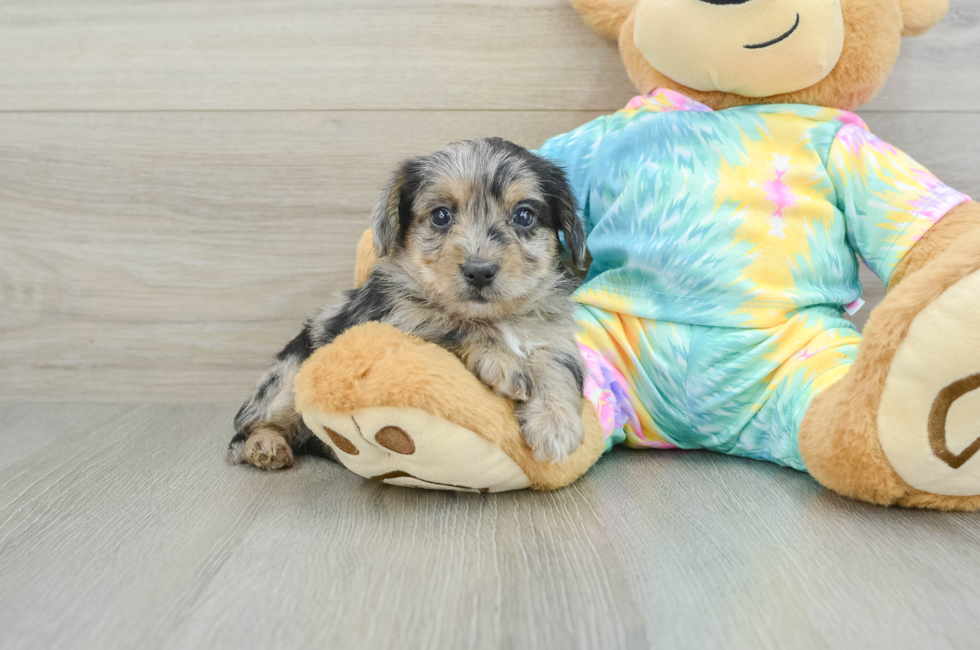 6 week old Yorkie Poo Puppy For Sale - Windy City Pups