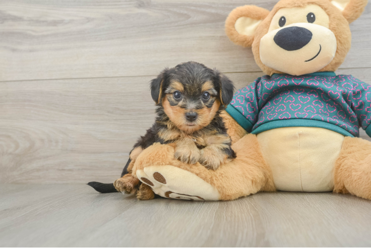 Adorable Yorkiedoodle Poodle Mix Puppy