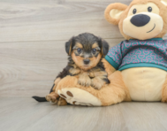 7 week old Yorkie Poo Puppy For Sale - Windy City Pups