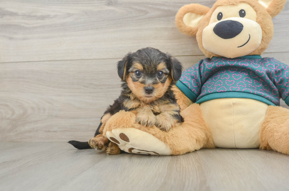 6 week old Yorkie Poo Puppy For Sale - Windy City Pups
