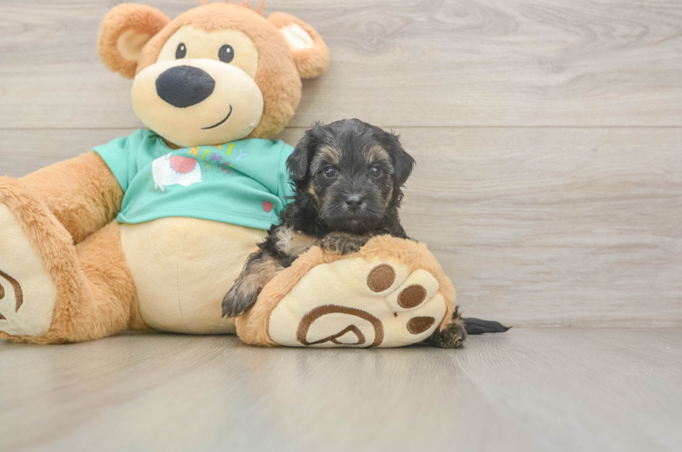 5 week old Yorkie Poo Puppy For Sale - Windy City Pups