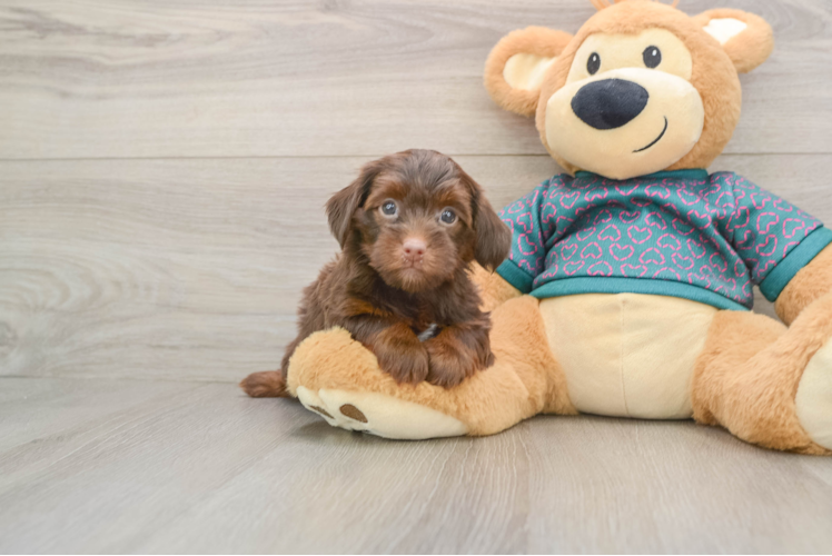 Playful Yo Yo Poo Poodle Mix Puppy