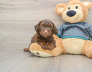 7 week old Yorkie Poo Puppy For Sale - Windy City Pups