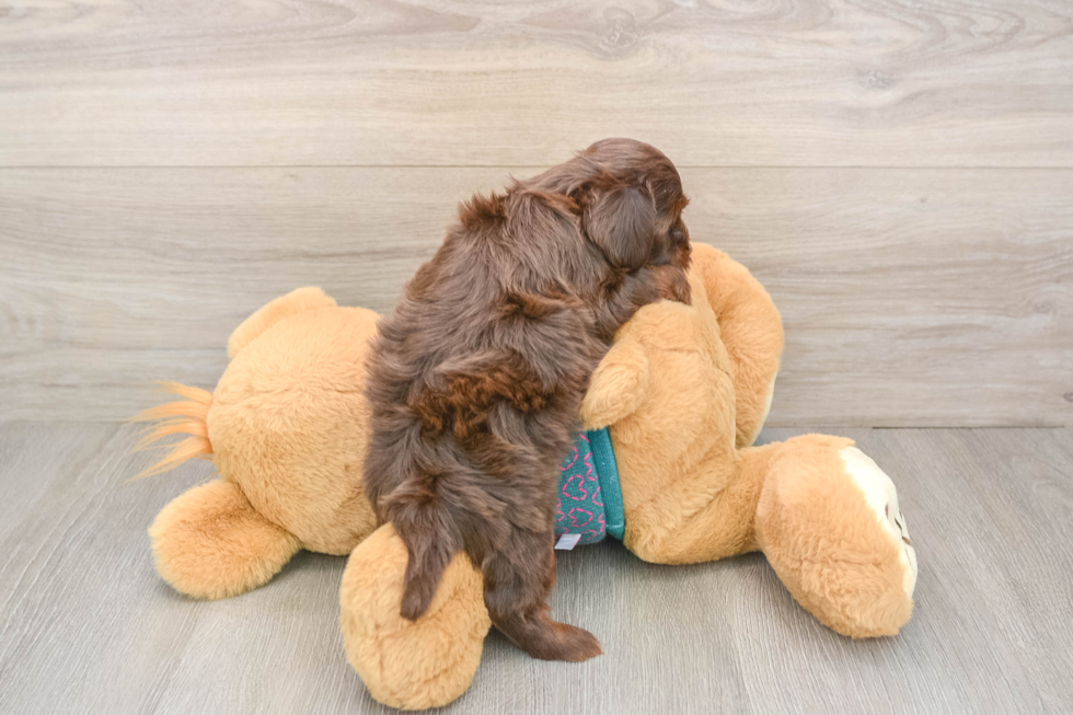 Little Yorkie Poodle Mix Poodle Mix Puppy