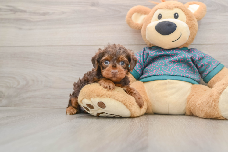 Hypoallergenic Yorkie Doodle Poodle Mix Puppy