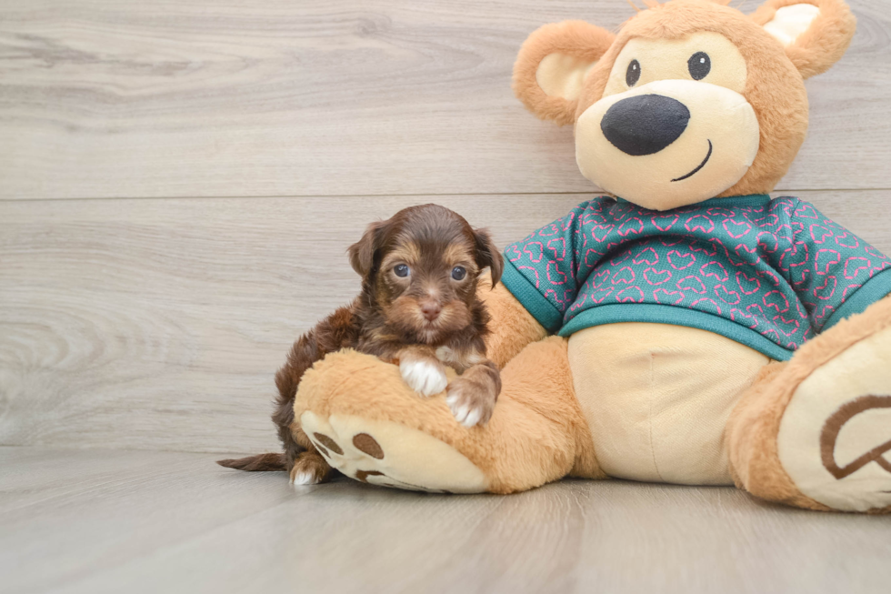 Friendly Yorkie Poo Baby