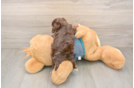 Petite Yorkie Poo Poodle Mix Pup