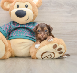 7 week old Yorkie Poo Puppy For Sale - Windy City Pups