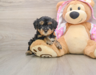 7 week old Yorkie Poo Puppy For Sale - Windy City Pups