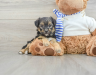 5 week old Yorkie Poo Puppy For Sale - Windy City Pups