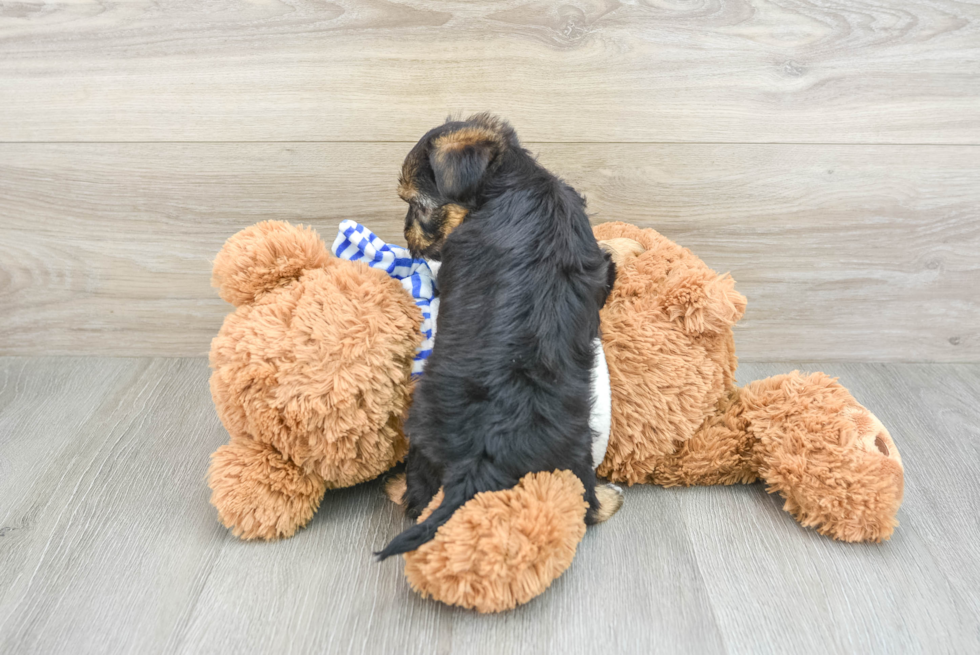 Yorkie Poo Puppy for Adoption