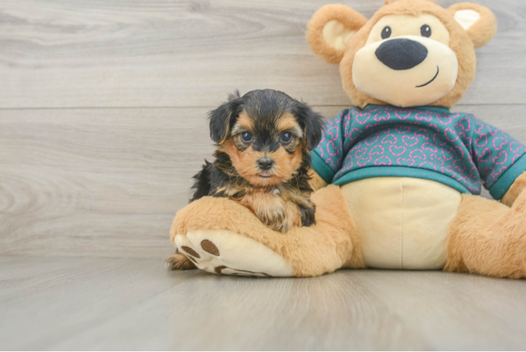 Yorkie Poo Puppy for Adoption