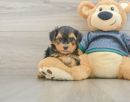 7 week old Yorkie Poo Puppy For Sale - Windy City Pups