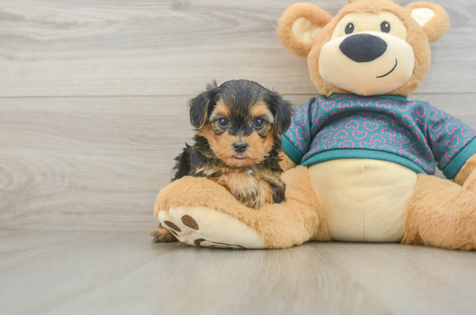 6 week old Yorkie Poo Puppy For Sale - Windy City Pups