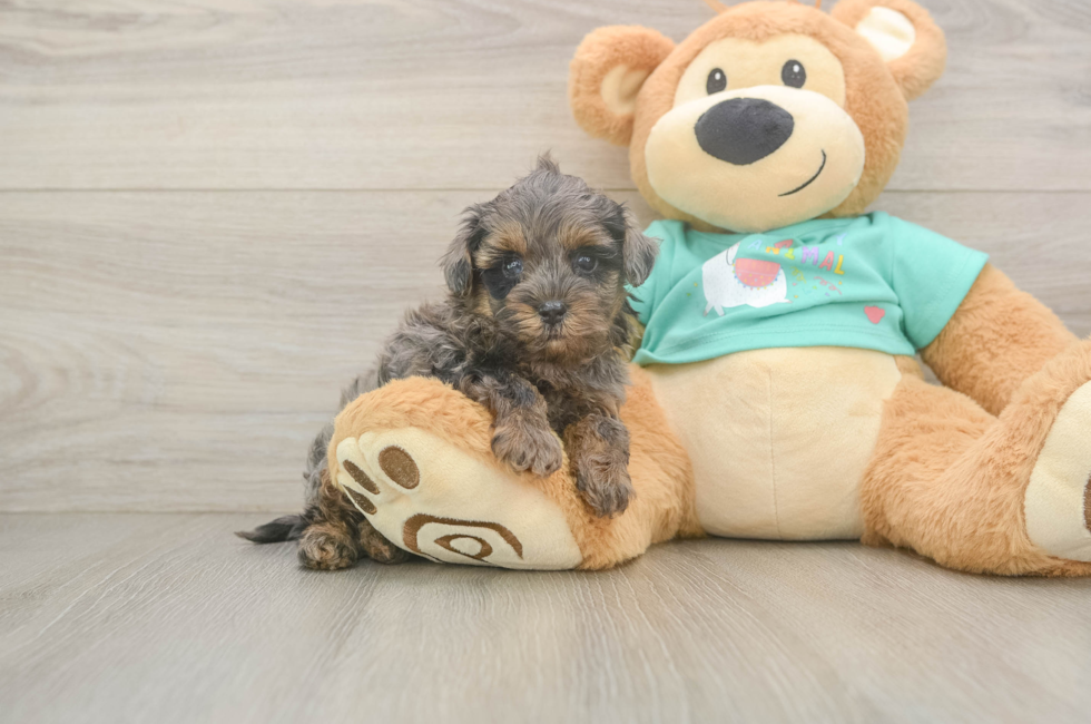 5 week old Yorkie Poo Puppy For Sale - Windy City Pups