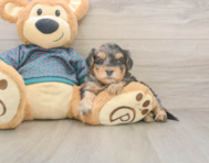 7 week old Yorkie Poo Puppy For Sale - Windy City Pups