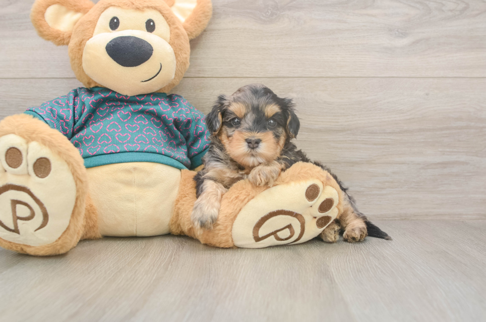 5 week old Yorkie Poo Puppy For Sale - Windy City Pups