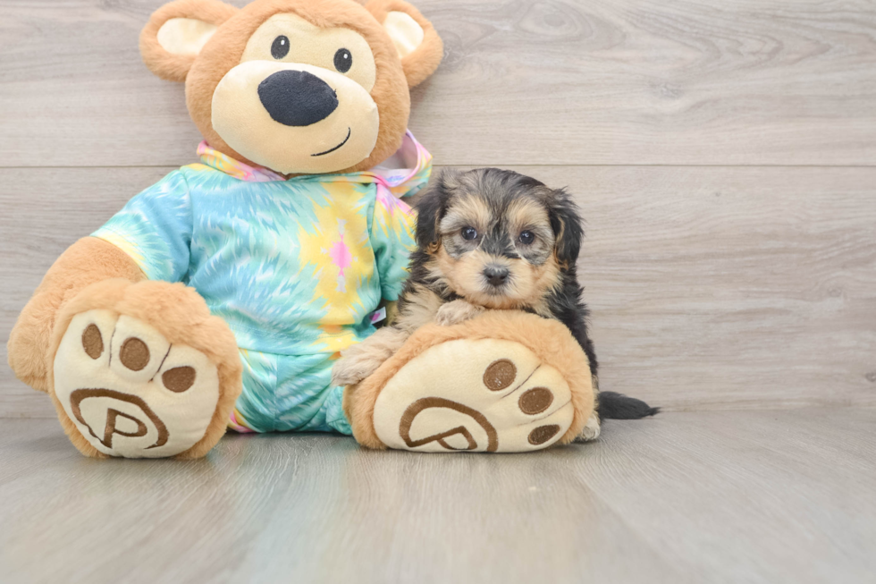 Adorable Yorkiedoodle Poodle Mix Puppy